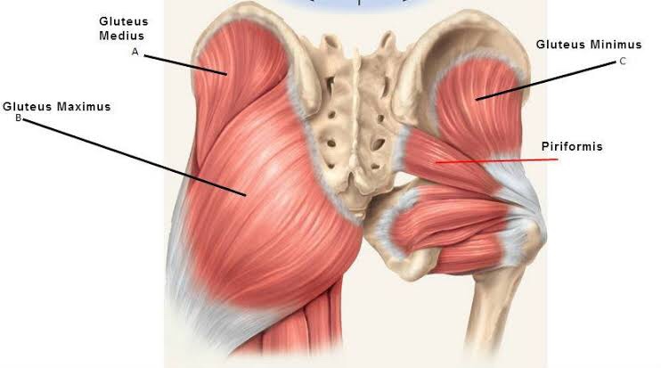 Piriformis Sendromu Nedir?